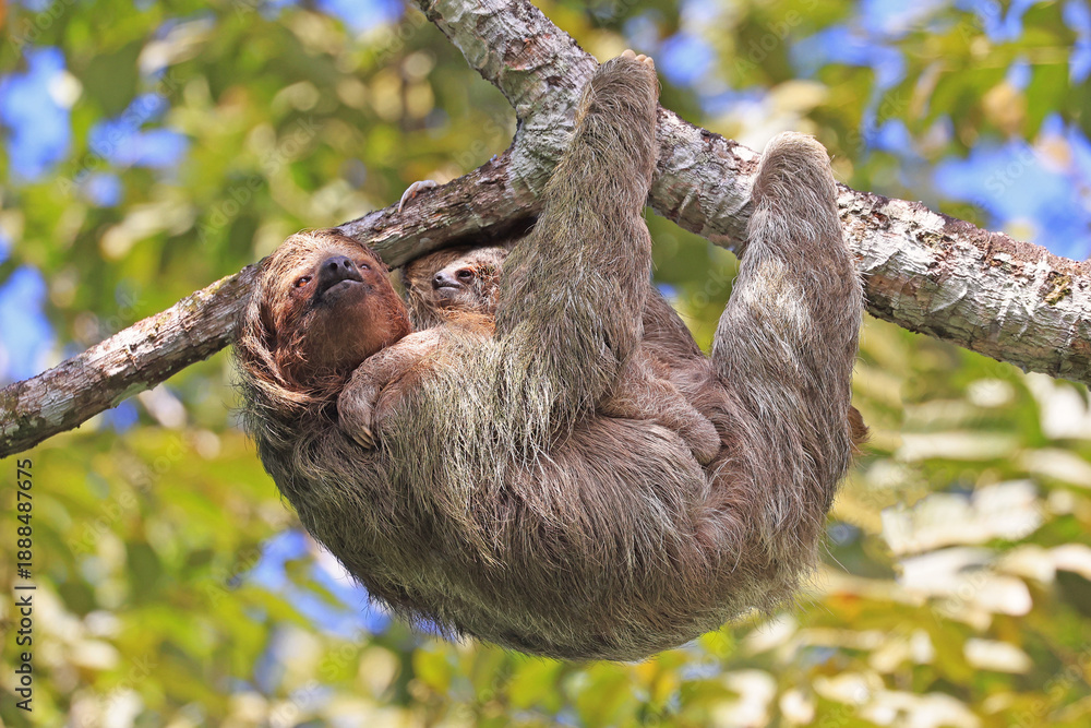Fototapeta premium Mother Sloth with her baby on the tree in the forest, Costa Rica