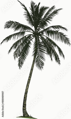 Detailed Palm Tree Illustration on White Background.