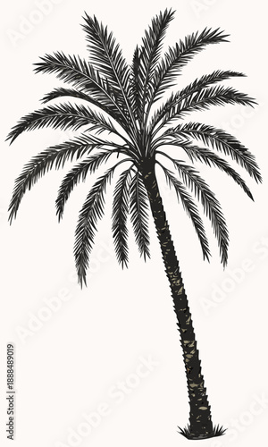 Detailed Palm Tree Illustration Tropical Flora in Black and White.