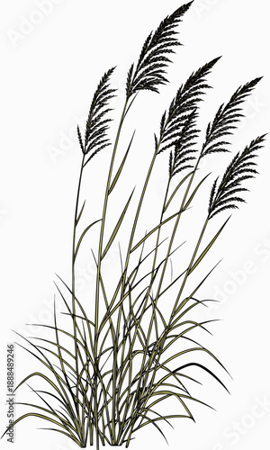 Elegant Illustration of Ornamental Grass with Delicate Seed Heads.