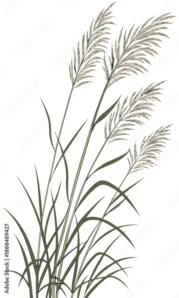Obraz premium Elegant Reed Illustration A Serene Botanical Art Piece.