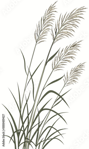 Elegant Reed Illustration A Serene Botanical Art Piece.