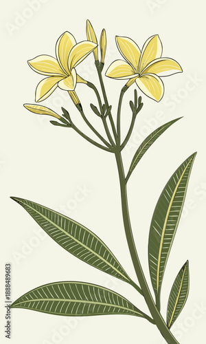 Elegant Yellow Frangipani Flower Illustration with Detailed Leaves.