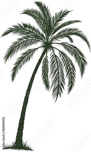 Palm Tree Illustration Tropical Paradise and Summer Vibes.