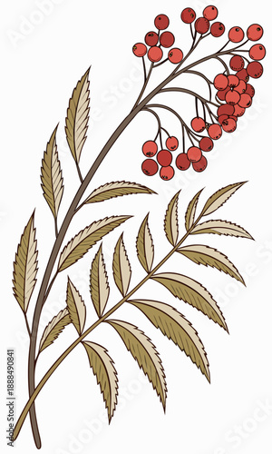 Rowan Berry Branch Illustration with Detailed Leaves and Berries.