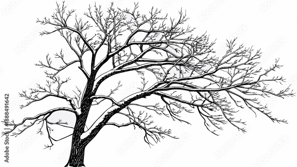 Fototapeta premium Winter Tree Silhouette Bare Branches Against a White Sky 7.