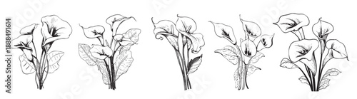 cala lily flower set hand drawn sketch vector illustration