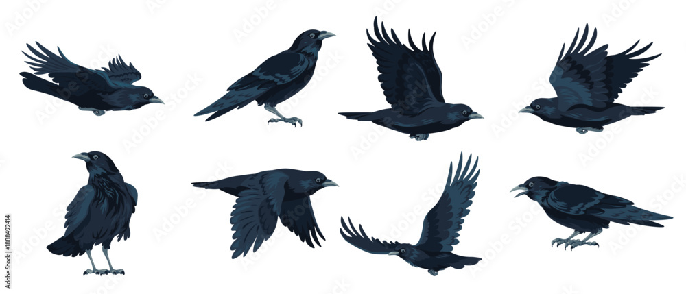 Obraz premium Crow flying and sitting black avian animal vector