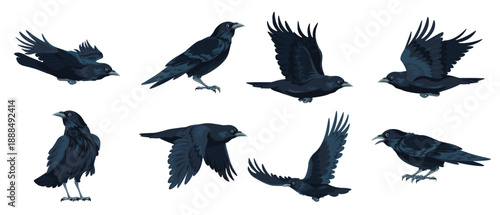 Crow flying and sitting black avian animal vector