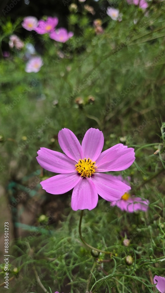 Fototapeta premium Pink flower in spring