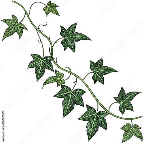 Autumnal Ivy Vine Illustration with Red Veins and Warm Tones.