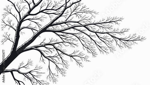 Bare Tree Branches Silhouette Against White Background.