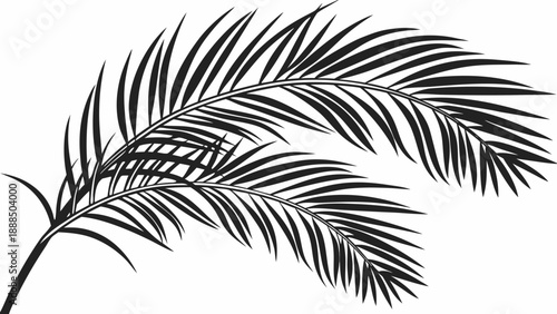 Elegant Palm Fronds A Tropical Silhouette Illustration.