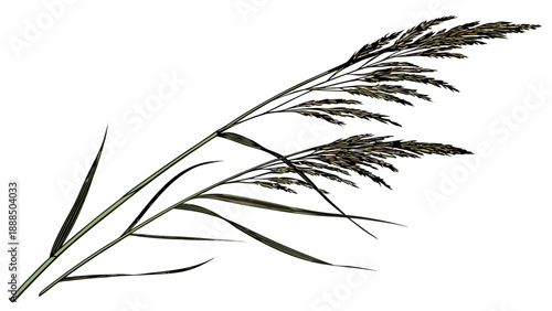 Elegant Reed Plant with Delicate Seed Head on White.