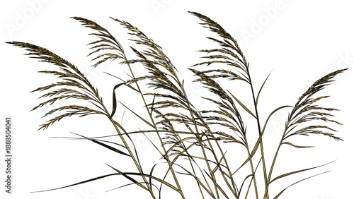 Elegant Reeds Against a Clean White Background.