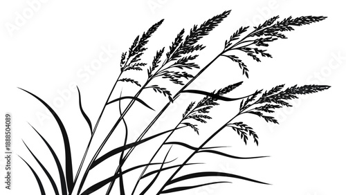 Elegant Silhouette of Wild Grasses Against a White Background.