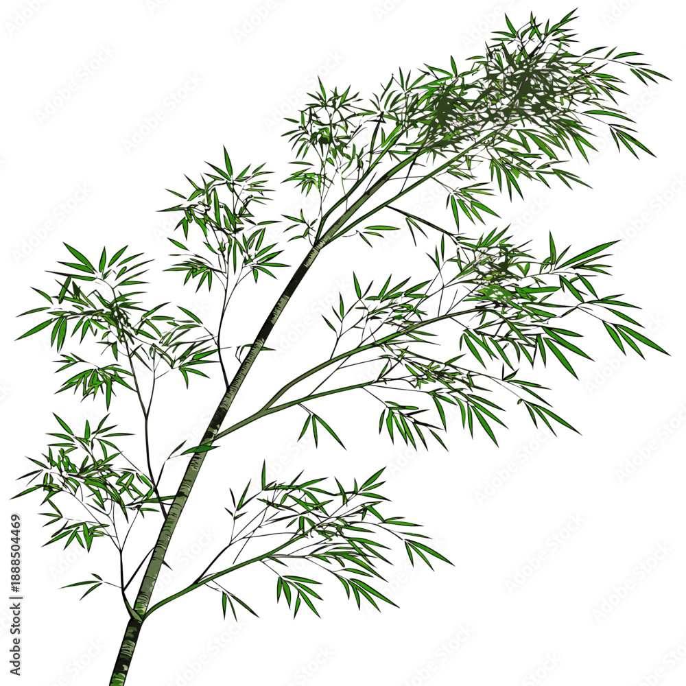 Obraz premium Bamboo Branch with Green Leaves Isolated on White Background.