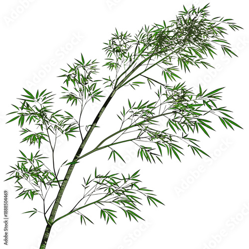 Bamboo Branch with Green Leaves Isolated on White Background.