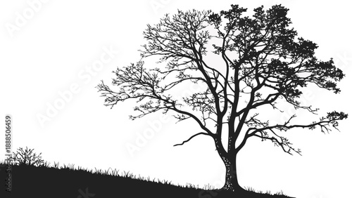 Silhouette of a Majestic Tree on a Hillside.