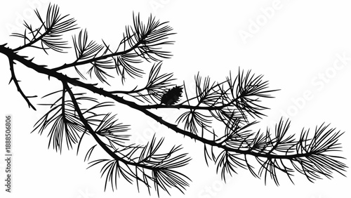 Silhouette of Pine Branch with Cone Natures Evergreen Detail.