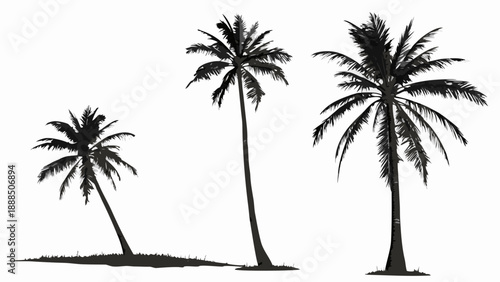 Silhouette of Tropical Palm Trees Against a White Background.