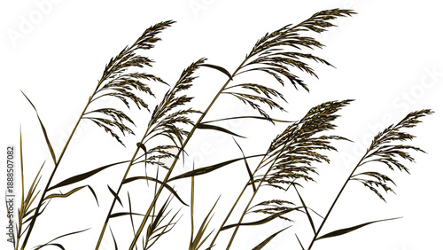 Silhouetted Reeds Against a Bright White Sky.