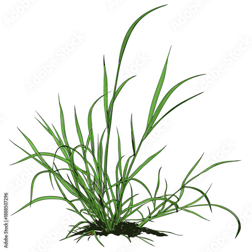 Vibrant Green Grass Clump Isolated on White Background.
