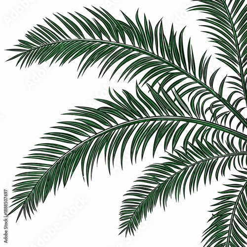 Palm Fronds Against a White Background.