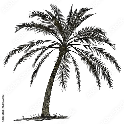 Palm Tree Silhouette with Teal Highlights on White Background.