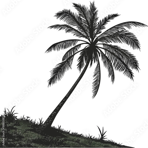 Silhouette of a Palm Tree on a Tropical Island.
