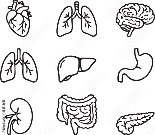 Collection of simple line icons representing human organs for medical and educational use.