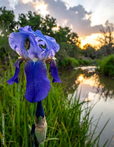 Blue iris in bloom by a flowing stream at sunset