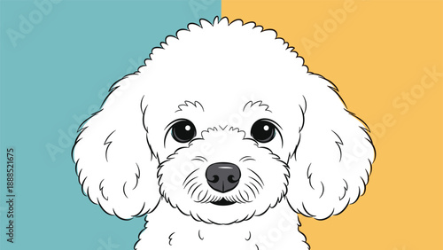 Close up face portrait of a cute white poodle with big black eyes on a blue and orange split background.