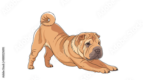 Tan shar pei dog in a stretching play bow pose showing its characteristic wrinkled skin on white background.