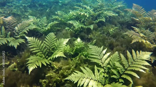 Lush aquatic ferns spread like delicate lace in a serene underwater environment, showcasing natural beauty.