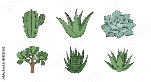 Variety of green succulents and cacti isolated on white background