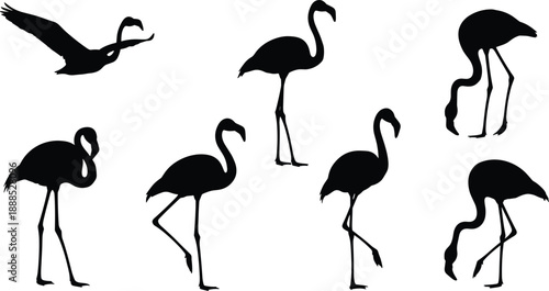 Set of Pink Flamingo Silhouettes in Various Poses Including Standing Walking and Flying Isolated on White Background for Tropical Summer Designs