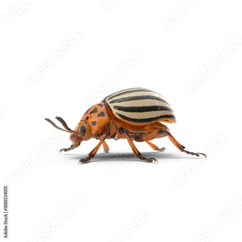 Colorado potato beetle