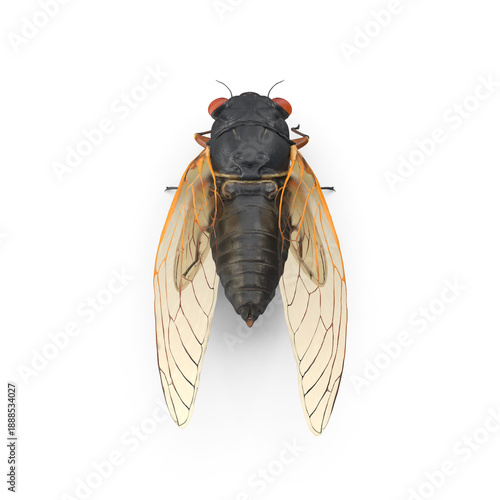 Cicada insect specimen isolated on transparent background