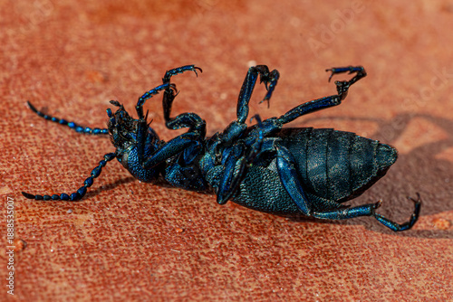blue bug