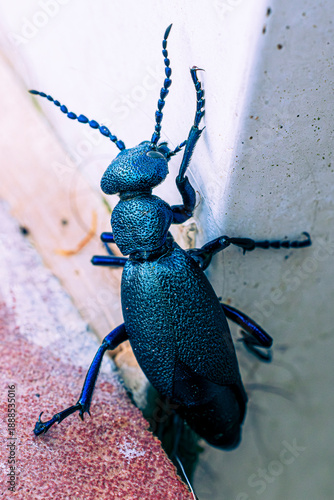 blue bug