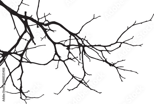 Sprawling Dead Tree Branch Silhouette