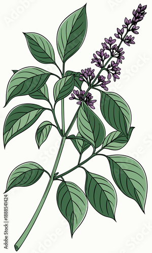 Botanical Illustration of Holy Basil Plant with Flowers.