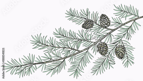 Detailed Line Art Illustration of Pine Branch with Cones.
