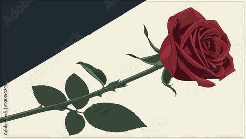Elegant Red Rose on Contrasting Background A Symbol of Love.
