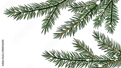 Evergreen Branches on White Background for Festive Decor.