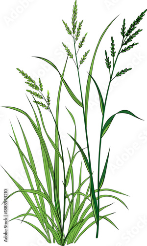 Illustration of Tall Grass with Seed Heads on White.