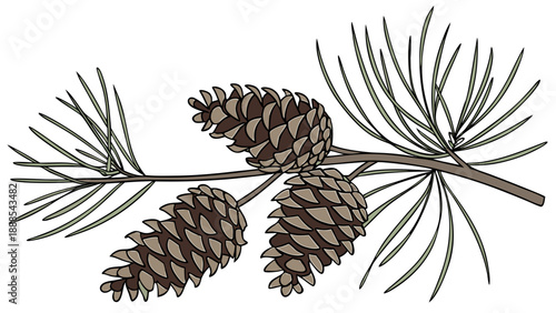 Pine Cones and Needles Illustration on White Background.