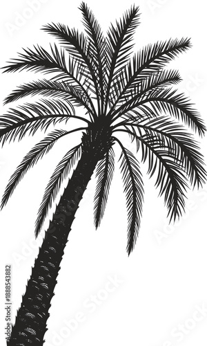 Silhouette of a Palm Tree Against a White Background 5.