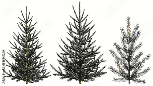Three Evergreen Trees A Natural Christmas Tree Collection.